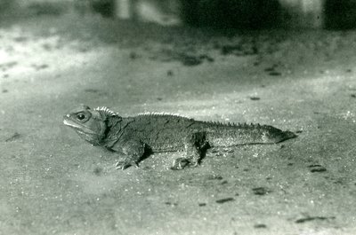 A Cook Strait, or Northern Tuatara at London Zoo, c.1923 by Frederick William Bond